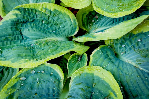 Feuilles vertes variées des hôtes en arrière-plan