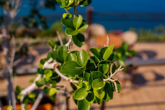 Feuilles vertes avec végétation sur le fond de la mer Végétation avec des fleurs vertes luxuriantes Texture des feuilles vertes utilisées pour le concept frais ou d'arrière-plan