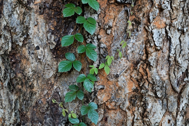 Feuilles vertes de vigne sur l&#39;écorce d&#39;un grand arbre