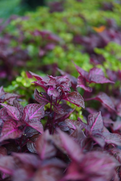 Photo feuilles vertes et violettes