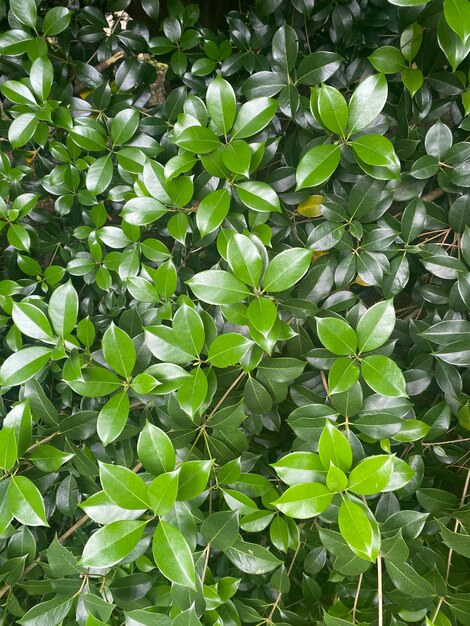 Photo feuilles vertes et vives