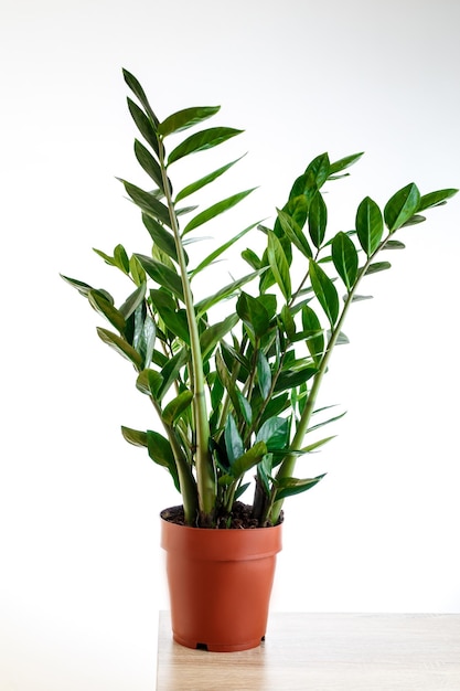 Feuilles vertes de zamioculcas sur fond blanc