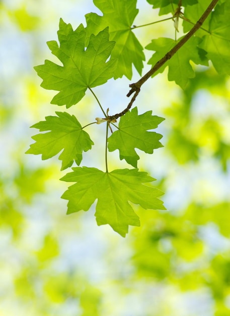 Photo feuilles vertes