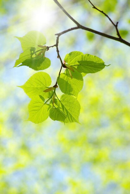 Feuilles vertes