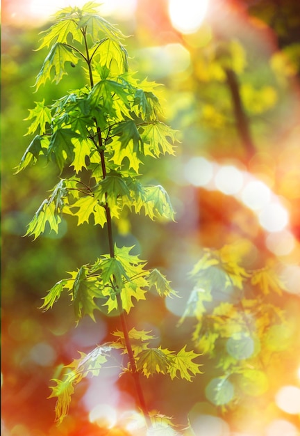 Feuilles vertes