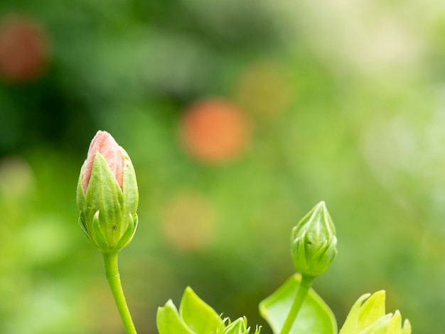 Feuilles vertes