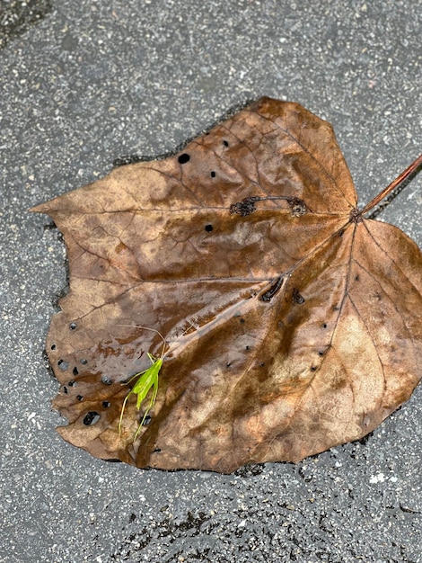 Photo feuilles vertes