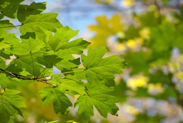 Feuilles vertes