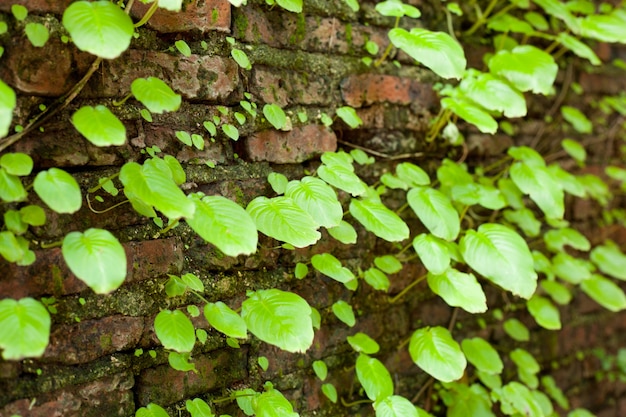 Les feuilles et les vieux murs.