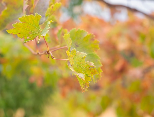 Feuilles de vigne d'automne sur une branche par une journée ensoleillée de septembre en Grèce