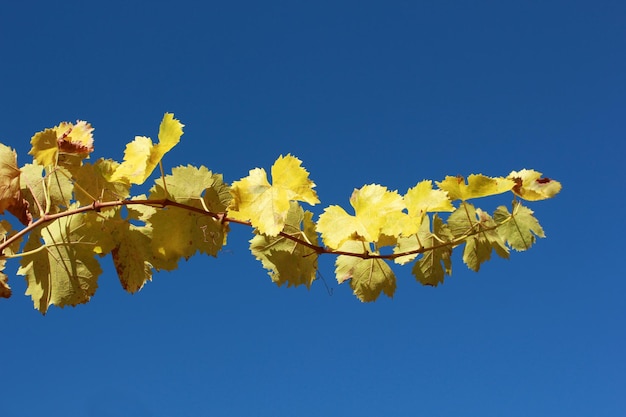 Feuilles de vigne en automne