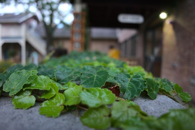 Photo des feuilles de vigne sur une balustrade de ciment au crépuscule
