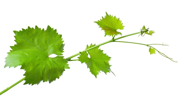 Feuilles de vigne branche de vigne avec vrilles isolé sur fond blanc chemin de détourage branche verte de vigne