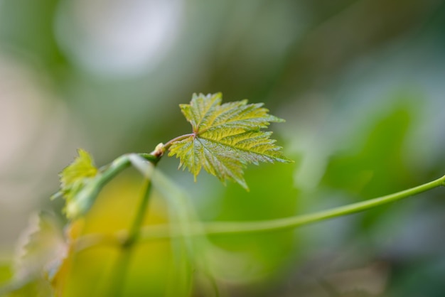 Feuilles de vigne dans le jardin