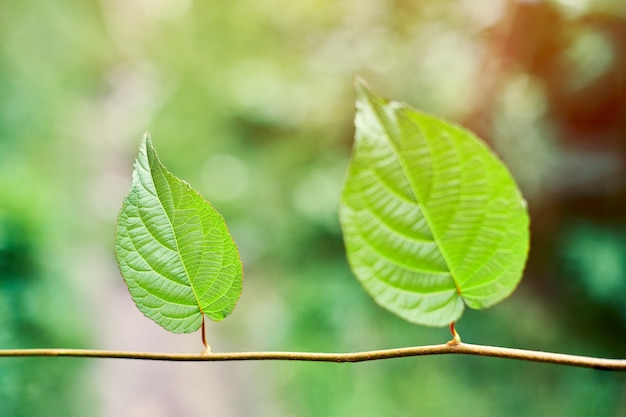 Feuilles de vigne dans le vignoble. Feuilles de vigne verte au jour de septembre ensoleillé. Bientôt la récolte d'automne des raisins pour faire du vin, de la confiture, du jus, de la gelée, de l'extrait de pépins de raisin, du vinaigre et de l'huile de pépins de raisin.