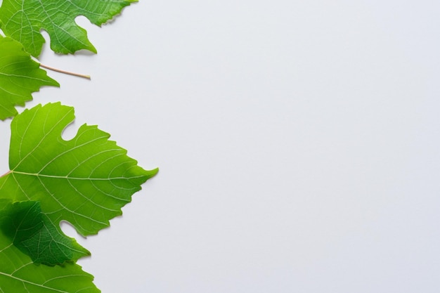 Feuilles de vigne élégantes beau feuillage sur papier