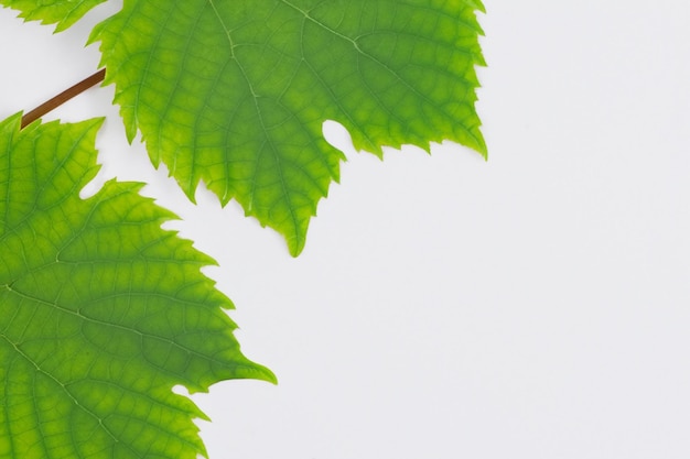 Feuilles de vigne élégantes beau feuillage sur papier