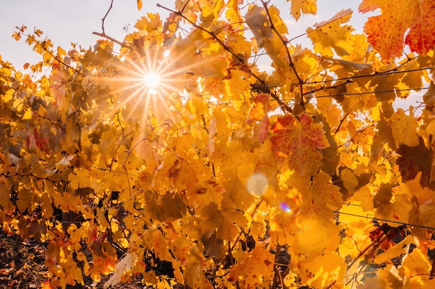 Feuilles de vigne jaune orange rouge d'automne lumineux au vignoble au soleil chaud du coucher du soleil. Belles grappes de raisins en pleine maturation. Vinification et maraîchage bio. Fermer. Mise au point sélective.