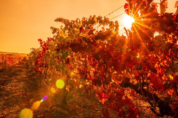 Feuilles de vigne jaune orange rouge d'automne lumineux au vignoble dans la lumière du soleil chaude de coucher du soleil belle