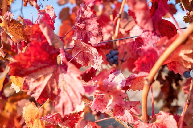 Feuilles de vigne jaune orange rouge d'automne lumineux au vignoble dans la lumière du soleil chaude de coucher du soleil belle