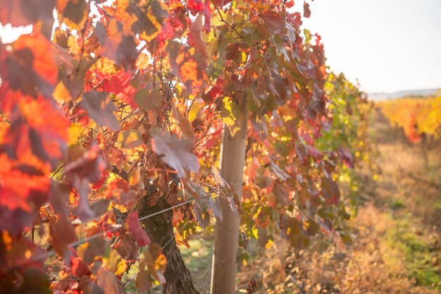 Feuilles de vigne jaune orange rouge d'automne lumineux au vignoble dans la lumière du soleil chaude de coucher du soleil belle