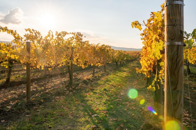 Feuilles de vigne jaune orange rouge d'automne lumineux au vignoble dans la lumière du soleil chaude de coucher du soleil belle