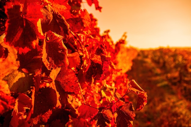 Photo feuilles de vigne jaune orange rouge d'automne lumineux au vignoble dans la lumière du soleil chaude de coucher du soleil belle