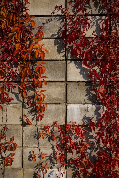 Feuilles de vigne de lierre d'automne rouge et violet sur le fond d'un mur de pierre fait de blocs. photo de haute qualité