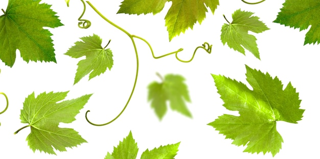 Photo feuilles de vigne sur un motif de feuille de vigne de fond blanc
