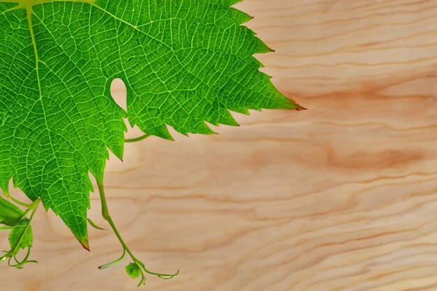 Les feuilles de vigne sur une planche combinent une beauté naturelle pour l'arrière-plan