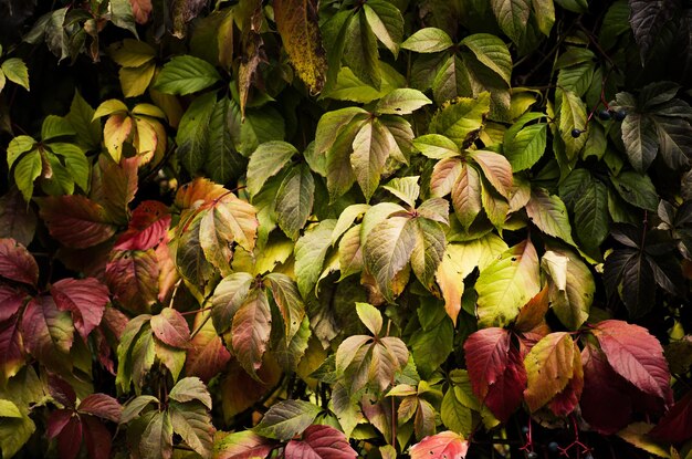 Feuilles de vigne sauvage