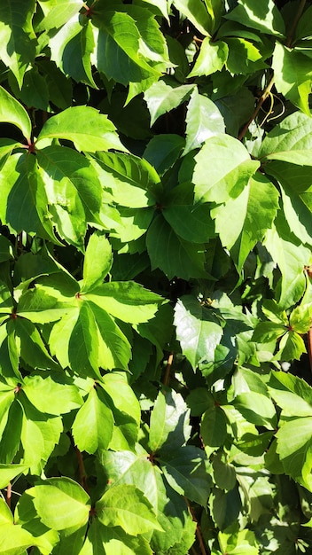 Feuilles de vigne sauvage