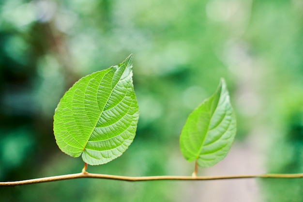 Photo feuilles de vigne verte