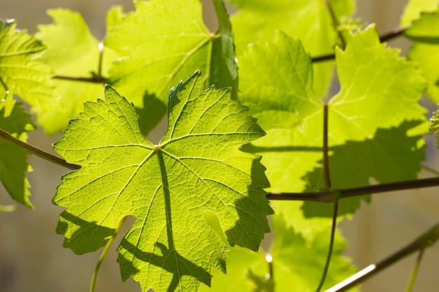 Feuilles de vigne vertes au soleil