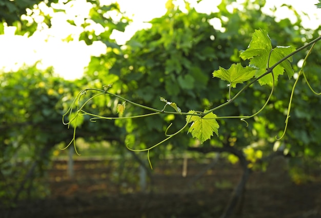 Feuilles de vigne vertes dans le vignoble de printemps