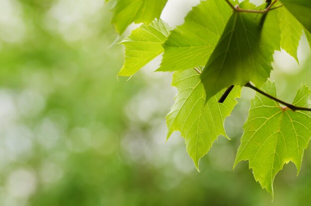 Feuilles de vigne vertes ensoleillées