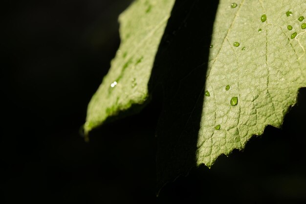 Feuilles de vigne vertes fraîches au soleil se bouchent