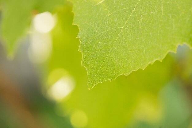 Feuilles de vigne vertes fraîches au soleil se bouchent