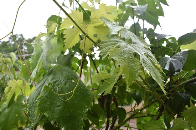 feuilles de vigne vertes pour le backgorund