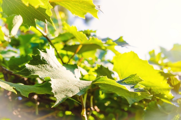 Feuilles de vigne