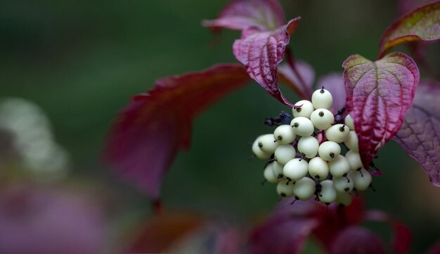 Feuilles violettes brillantes et baies blanches de l'arbuste Cornus alba dans le jardin d'automne Jardinage paysager