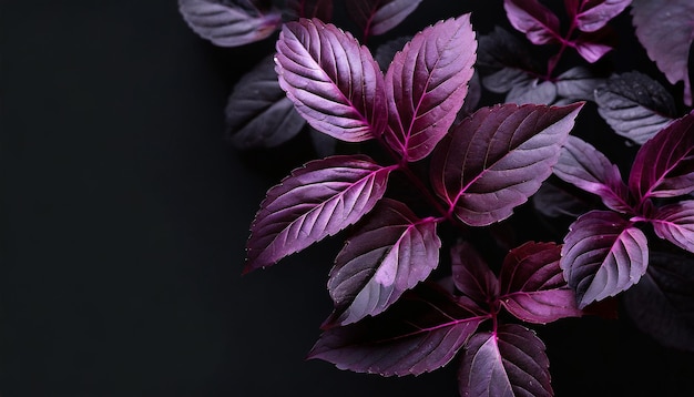 Feuilles violettes avec un fond noir