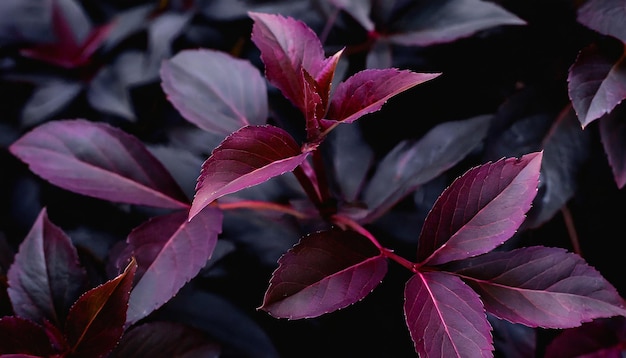 Feuilles violettes avec un fond noir