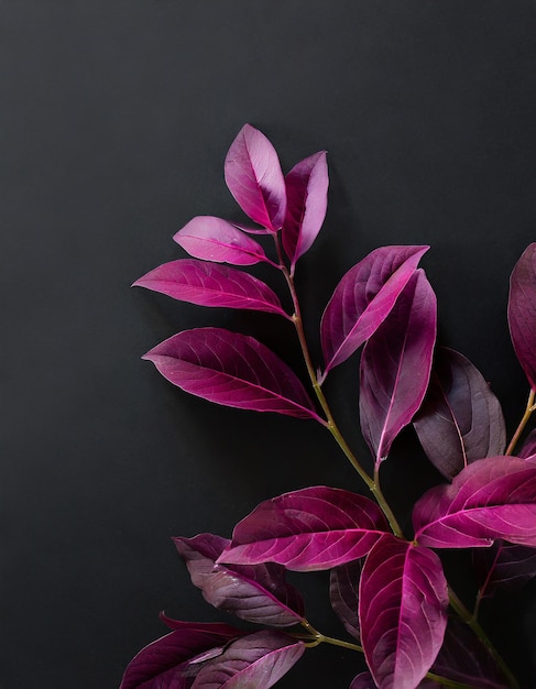 Feuilles violettes avec un fond noir