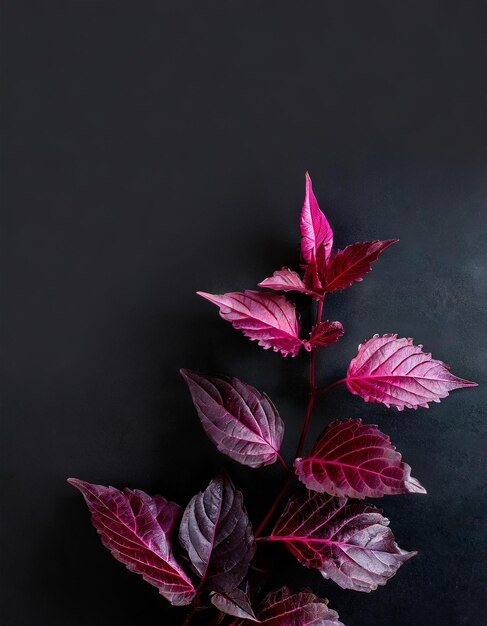 Photo feuilles violettes avec un fond noir