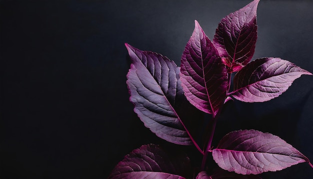 Photo feuilles violettes avec un fond noir