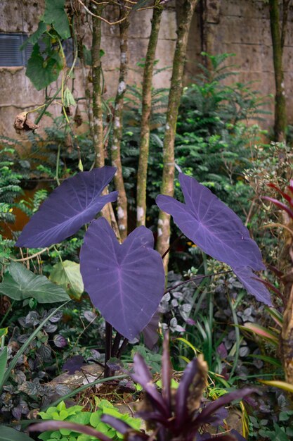 les feuilles violettes