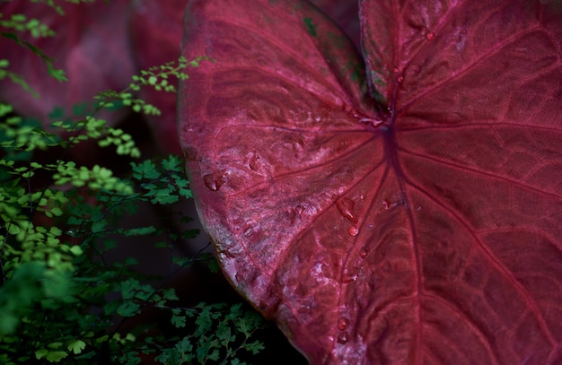 Photo les feuilles vives dans le jardin tropical