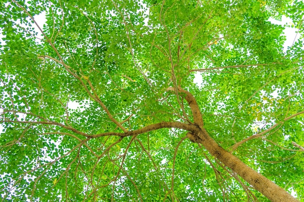 Feuilles vues du bas d'un arbre sur fond blanc