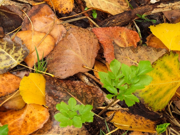 Feuilles